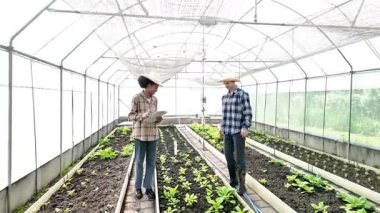 Bahçıvan, sera yetiştirmede yeşil marul kalitesini inceler ve kaydeder. Bahçecilik çiftçisi hidrofonik çiftlikte sağlıklı beslenme organik salata sebzeleri topluyor.