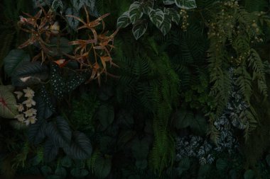 Herb wall, plant wall, natural green wallpaper and background. nature wall. Nature background of green forest