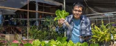 Çiftlikten yeni toplanmış organik sebzeleri kontrol eden çiftçi. Sürdürülebilir tarım ve sağlıklı beslenmeyi teşvik etmek.