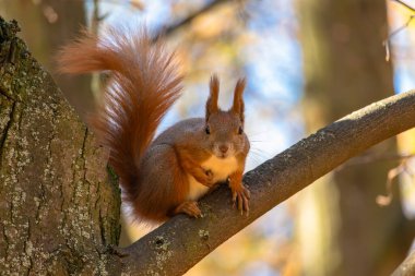 Kraliyet Hamamları Parkı, Varşova, Polonya sincabı.