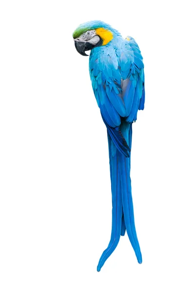 Colorful blue parrot macaw on white background — Stock Photo, Image