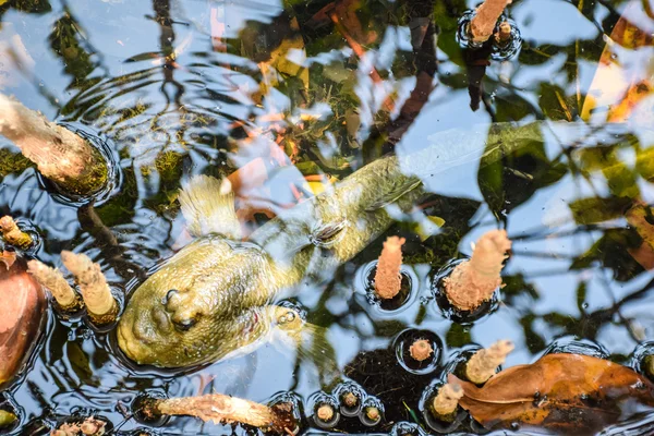 Schlammskipper, Amphibienfische — Stockfoto