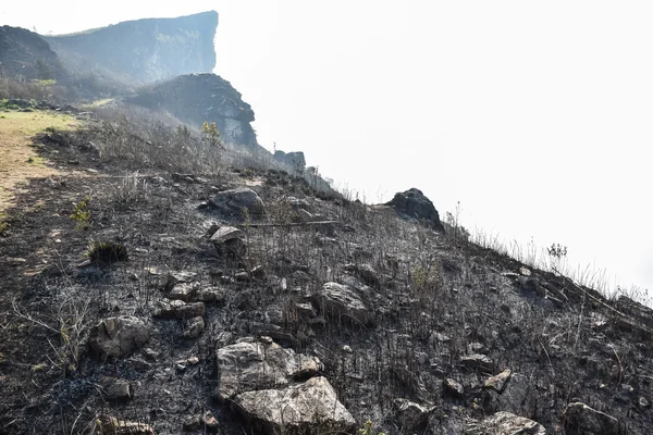 Förstöras genom bränning tropisk skog — Stockfoto