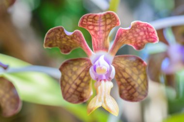 kadar güzel orkide kapatın