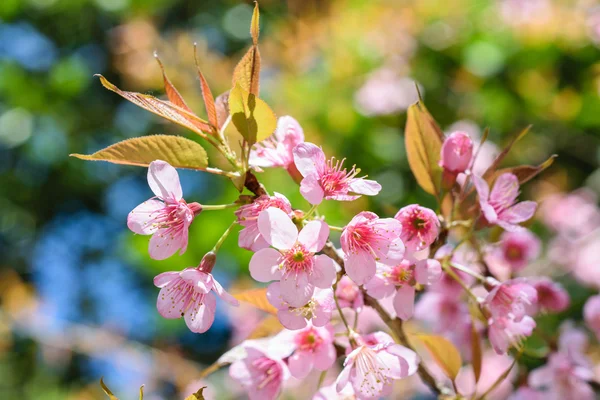 Thailand Sakura pink flower in ChiangMai, Thailand — Stock Photo, Image