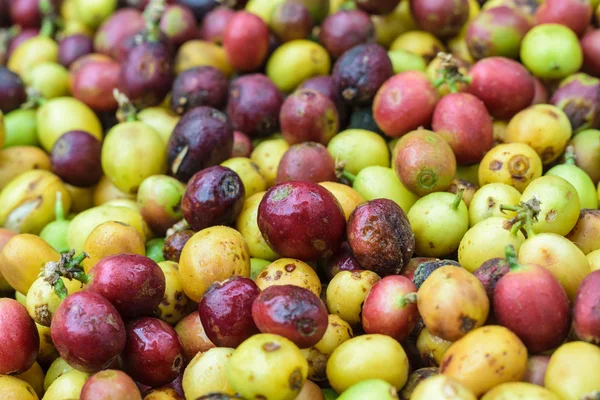 Coffee beans on agriculturist hand — Stock Photo, Image