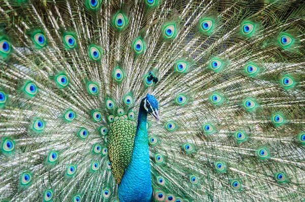 Павлин показывает свои красивые перья — стоковое фото