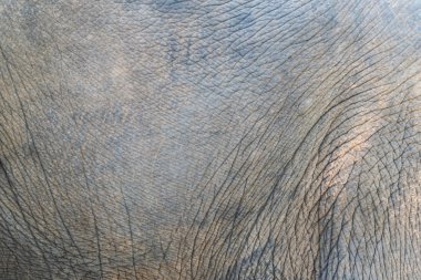 arka plan fil derisi