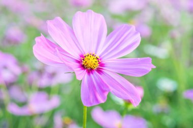 Bahçede çiçek açan kozmos çiçekleri