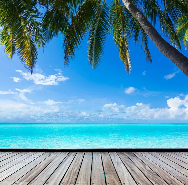 Ocean, palm, paradis Stockfoto