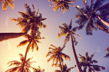 Vintage palmiye ağaçları tonlama tarafından