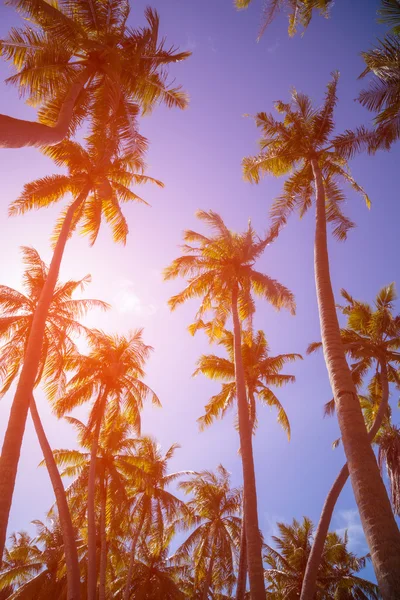 By toning vintage palm trees Royalty Free Stock Images