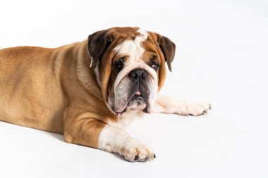 Bir İngiliz Bulldog beyaz bir arka planda ağzı kapalı yatıyor. İngiliz Bulldog safkan ve safkan bir köpektir. Köpeğin cinsi Moloss grubuna aittir..