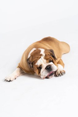 Bir İngiliz Bulldog ön patisini yalıyor ve beyaz üzerinde izole edilmiş. İngiliz Bulldog safkan ve safkan bir köpektir. Köpeğin cinsi Moloss grubuna aittir..