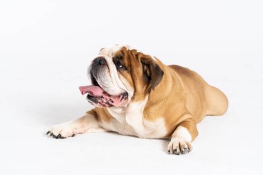 Bir İngiliz Bulldog beyaz bir arka planda ağzı açık yatıyor. İngiliz Bulldog safkan ve safkan bir köpektir. Köpeğin cinsi Moloss grubuna aittir..