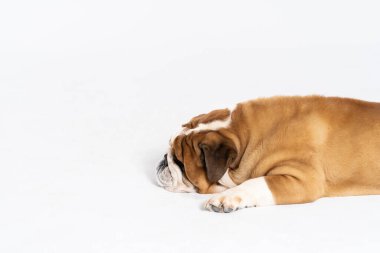 Bir İngiliz Bulldog beyaz bir arka planda ağzı kapalı yatıyor. İngiliz Bulldog safkan ve safkan bir köpektir. Köpeğin cinsi Moloss grubuna aittir..