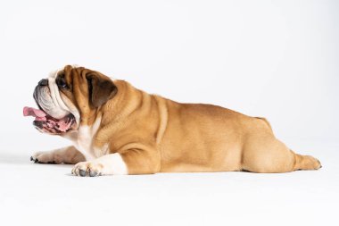 Bir İngiliz Bulldog beyaz bir arka planda ağzı açık yatıyor. İngiliz Bulldog safkan ve safkan bir köpektir. Köpeğin cinsi Moloss grubuna aittir..