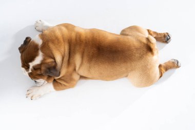 Bir İngiliz Bulldog ön patisini yalıyor ve beyaz üzerinde izole edilmiş. İngiliz Bulldog safkan ve safkan bir köpektir. Köpeğin cinsi Moloss grubuna aittir..