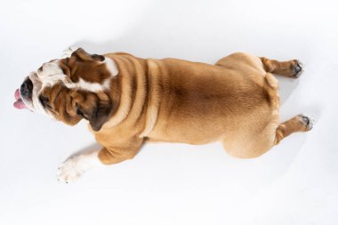 Köpeğin beyaz arka planda yattığına dair üst görüş. İngiliz Bulldog safkan ve safkan bir köpektir. Köpeğin cinsi Moloss grubuna aittir..