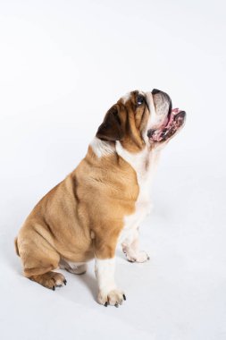 Bir İngiliz Bulldog 'u ağzı açık ve beyazın üzerinde izole bir şekilde oturuyor. İngiliz Bulldog safkan ve safkan bir köpektir. Köpeğin cinsi Moloss grubuna aittir..
