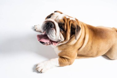 Bir İngiliz Bulldog beyaz bir arka planda ağzı açık yatıyor. İngiliz Bulldog safkan ve safkan bir köpektir. Köpeğin cinsi Moloss grubuna aittir..