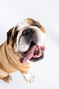 Benekli bir köpeğin yakın çekim görüntüsü. İngiliz Bulldog safkan ve safkan bir köpektir. Köpeğin cinsi, 18. yüzyılda İngiltere 'de doğan bir küf grubuna ait..