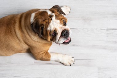 Köpeğin beyaz arka planda yattığına dair üst görüş. İngiliz Bulldog safkan ve safkan bir köpektir. Köpeğin cinsi Moloss grubuna aittir..