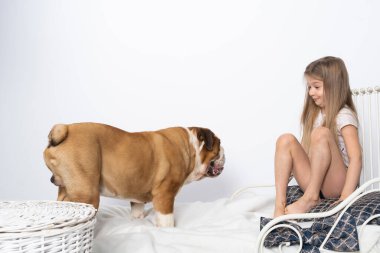 Köpek kızların yatağına atladı ve oynamak istedi. İngiliz Bulldog safkan bir köpek ve soyu var..