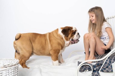 Köpek kızların yatağına atladı ve oynamak istedi. İngiliz Bulldog safkan bir köpek ve soyu var..
