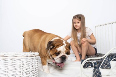 Köpek kızların yatağına atladı ve oynamak istedi. İngiliz Bulldog safkan bir köpek ve soyu var..