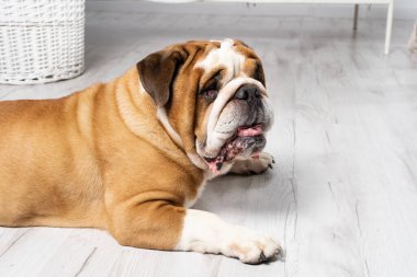 Bir İngiliz Bulldog beyaz bir arka planda ağzı açık yatıyor. İngiliz Bulldog safkan ve safkan bir köpektir. Köpeğin cinsi Moloss grubuna aittir..