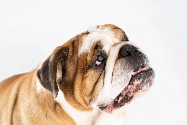 Close-up view. The English Bulldog is a purebred dog with a pedigree. The breed of dog belongs to the moloss group, bred in the 18th century in England.