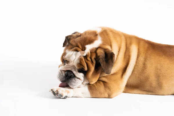 An English Bulldog is licking its front paw and is isolated on white. The English Bulldog is a purebred dog with a pedigree. The breed of dog belongs to the moloss group. — Stock Photo, Image