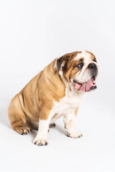 Um Bulldog Inglês está sentado com a boca aberta e é isolado em branco. O Bulldog Inglês é um cão de raça pura com um pedigree. A raça do cão pertence ao grupo moloss. — Fotografia de Stock