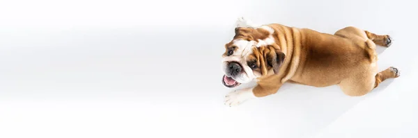 Vista superior como perro se encuentra sobre fondo blanco. El Bulldog Inglés es un perro de raza pura con un pedigrí. La raza de perro pertenece al grupo de los moloss. Marco panorámico. — Foto de Stock