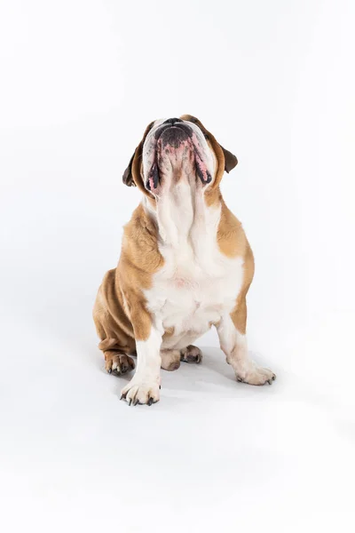 O cão sentado está olhando para cima com a boca fechada. O Bulldog Inglês é um cão de raça pura com um pedigree. A raça do cão pertence ao grupo moloss. — Fotografia de Stock