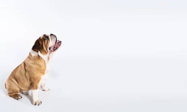 Angielski buldog siedzi z otwartymi ustami i jest odizolowany na biało. Angielski Buldog to rasowy pies o rodowodzie. Rasa psa należy do grupy łosia. Ramka panoramiczna. — Zdjęcie stockowe