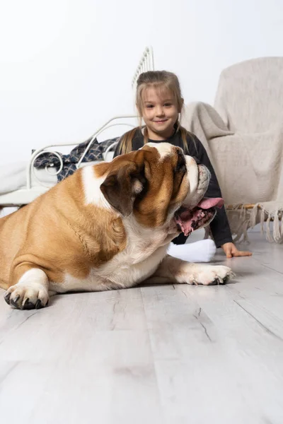 A menina está sentada no chão ao lado do cinto de Bulldogs Inglês e está acariciando suavemente com a mão. Homem e cão. — Fotografia de Stock