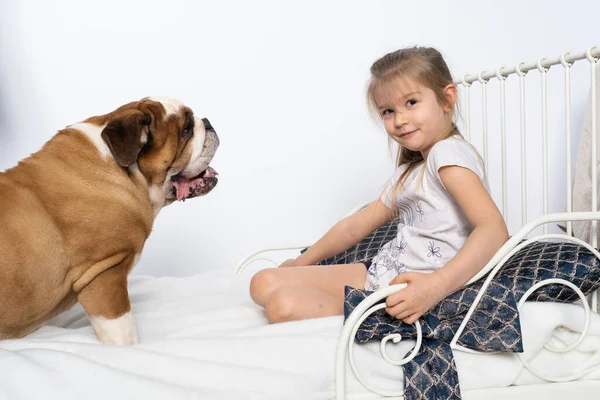 El perro saltó a la cama de las chicas y quiere jugar. El Bulldog Inglés es un perro de raza pura con un pedigrí. —  Fotos de Stock