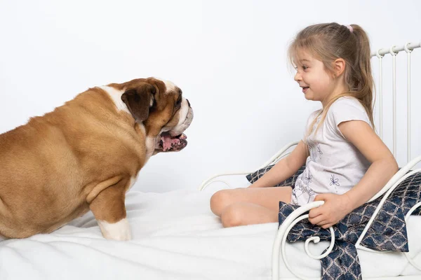 El perro saltó a la cama de las chicas y quiere jugar. El Bulldog Inglés es un perro de raza pura con un pedigrí. —  Fotos de Stock