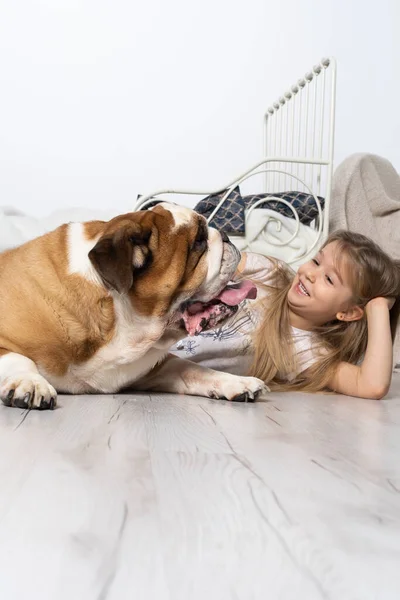 Una joven en un dormitorio, sentada en el suelo con su perro y acariciándolo. Niño y perro. El Bulldog Inglés es un perro de raza pura con un pedigrí. —  Fotos de Stock