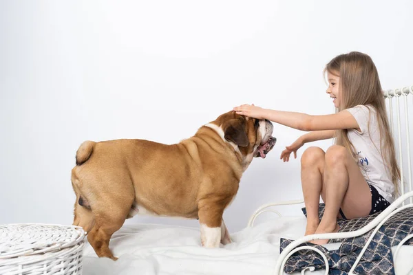El perro saltó a la cama de las chicas y quiere jugar. El Bulldog Inglés es un perro de raza pura con un pedigrí. — Foto de Stock