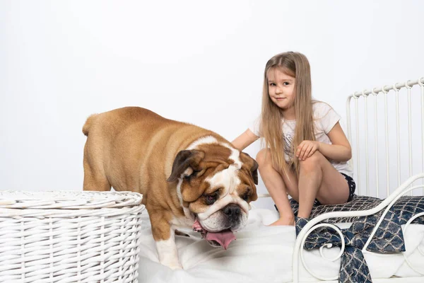 O cachorro pulou na cama das meninas e quer brincar. O Bulldog Inglês é um cão de raça pura com um pedigree. — Fotografia de Stock