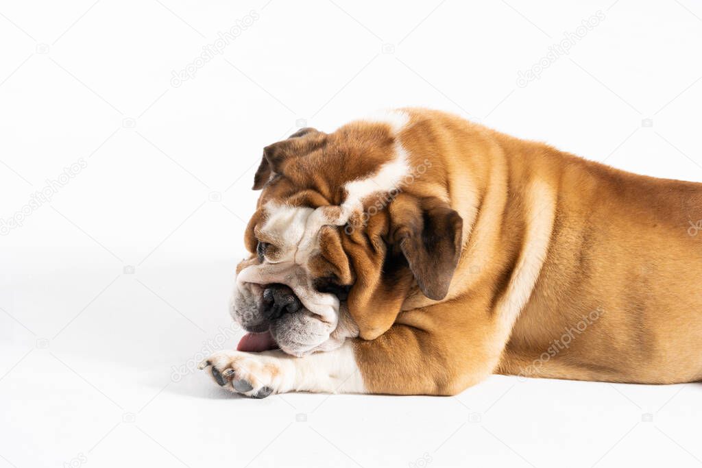 An English Bulldog is licking its front paw and is isolated on white. The English Bulldog is a purebred dog with a pedigree. The breed of dog belongs to the moloss group.