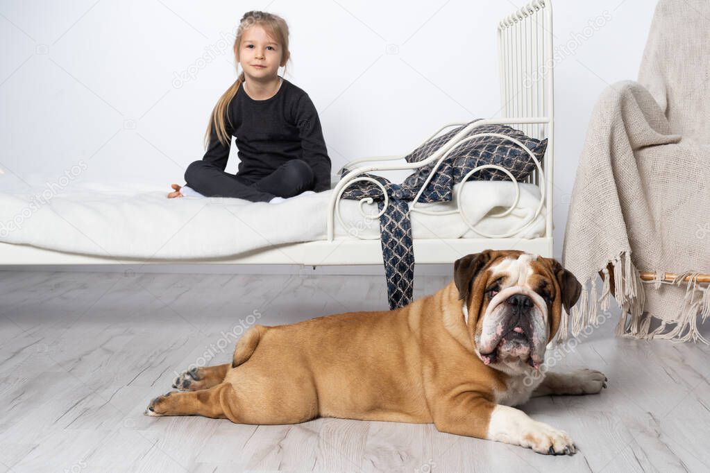 The English Bulldog is guarded by her faithful defender by the little girls bed. The girl and her four-legged pet.