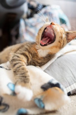 Küçük kedi yavrusu uzanmış pençeleriyle battaniyesinin üzerinde uzanırken esniyor. Kedinin ağzı açık ve keskin dişleri var..