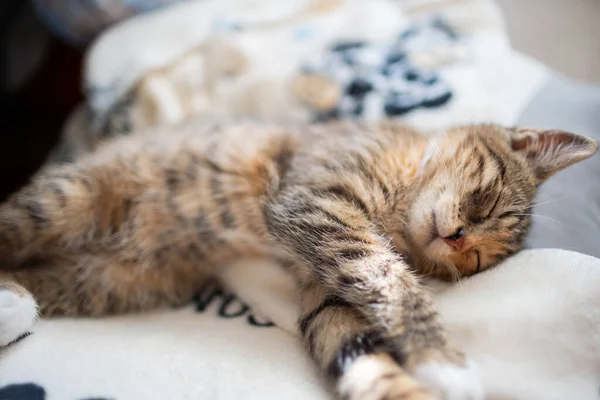 En liten kattunge sover hemma på sin filt med utsträckta tassar. Katten har slutna ögon och utskjutande öron. — Stockfoto