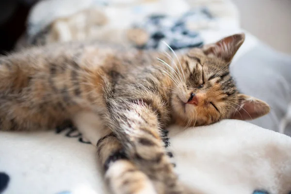 새끼 고양이 한 마리가 양 쪽발로 담요를 덮고 집에서 잠을 잡니다. 고양이는 눈을 감고 귀를 내밀고 있다. — 스톡 사진