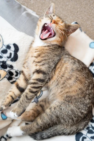 Mały kociak ziewa leżąc na kocu z wyciągniętymi łapami. Kot ma otwarte usta i ostre zęby.. — Zdjęcie stockowe