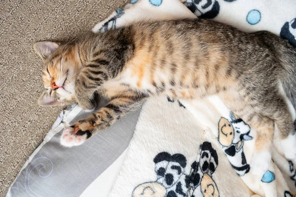 Küçük bir kedi yavrusu uzanmış pençeleriyle battaniyesinin üzerinde uyur. Kedinin gözleri kapalı ve kulakları dışarı çıkmış.. — Stok fotoğraf